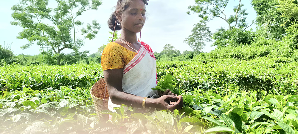 Assam Tea