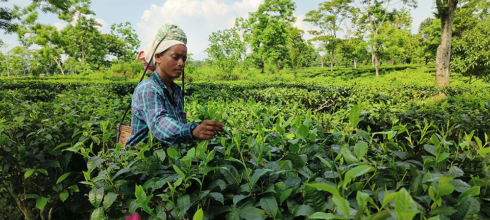 Assam Tea